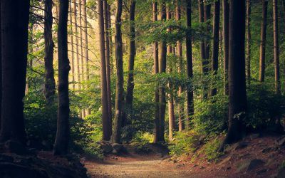 La Conexión entre la Naturaleza y tu Bienestar: Aprovecha sus Beneficios